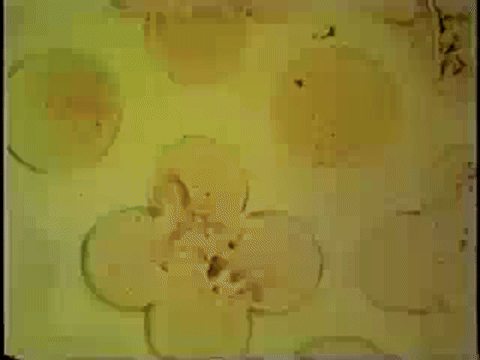 A Colour Box (1935).mp4.7.gif