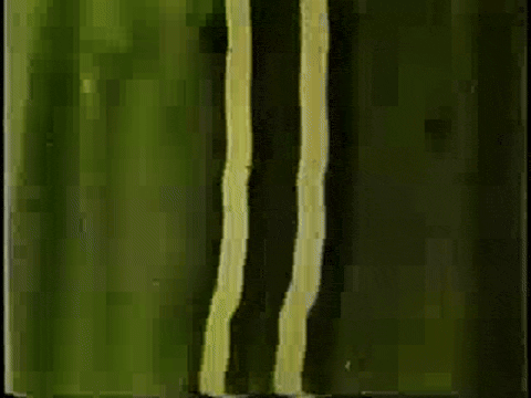 A Colour Box (1935).mp4.2.gif