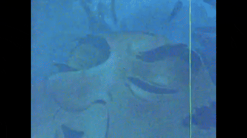 A Visit from St. Nicholas (1949).mp4.2.gif