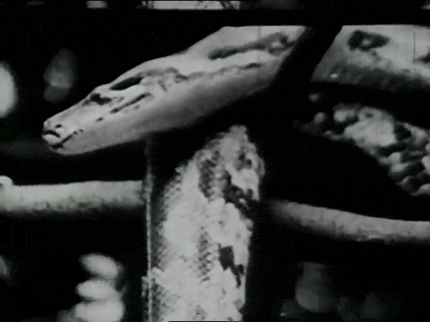 Animals in Modern Life (1937).mp4.1.gif