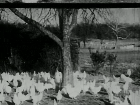 Animals in Modern Life (1937).mp4.2.gif