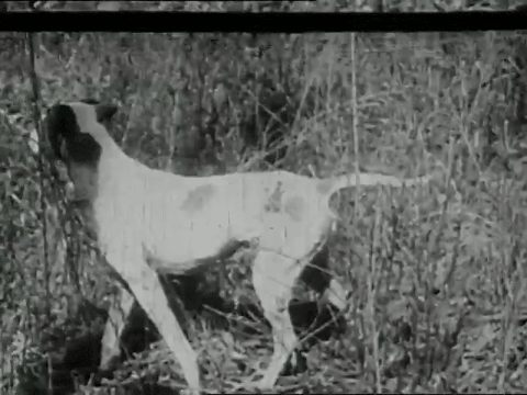 Animals in Modern Life (1937).mp4.7.gif
