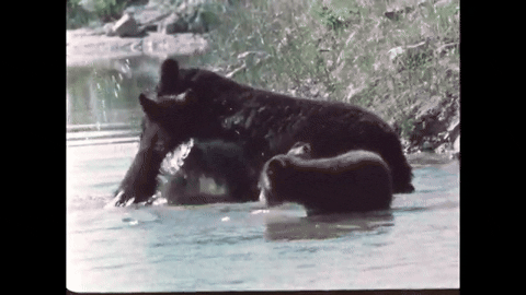 Bears and Man (1978).mp4.4.gif