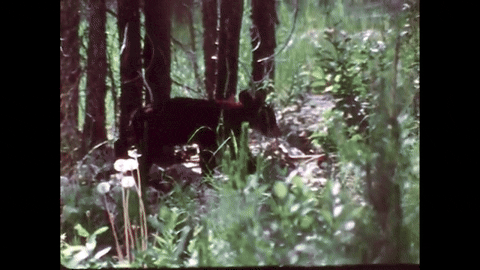 Bears and Man (1978).mp4.6.gif