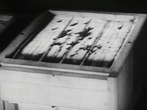 Bee City (1951).mp4.1.gif