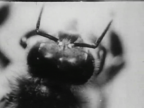Bee City (1951).mp4.2.gif