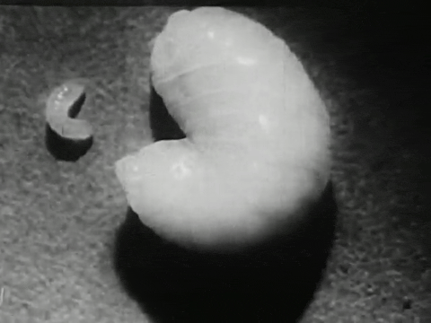 Bee City (1951).mp4.3.gif