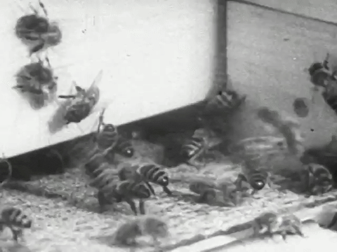 Bee City (1951).mp4.4.gif