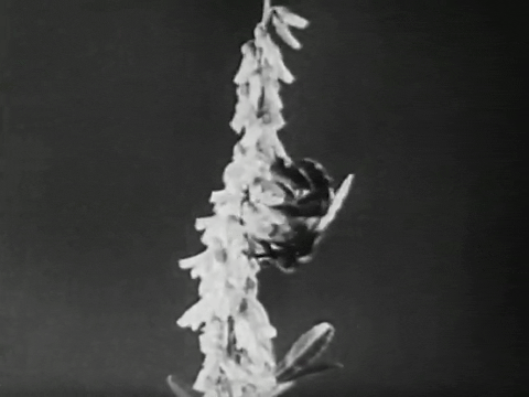 Bee City (1951).mp4.5.gif