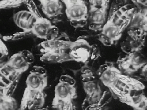 Bee City (1951).mp4.6.gif