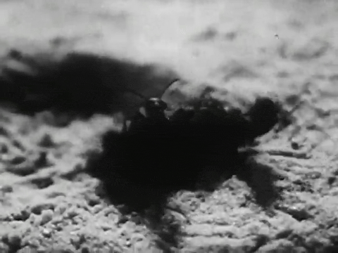 Bee City (1951).mp4.7.gif