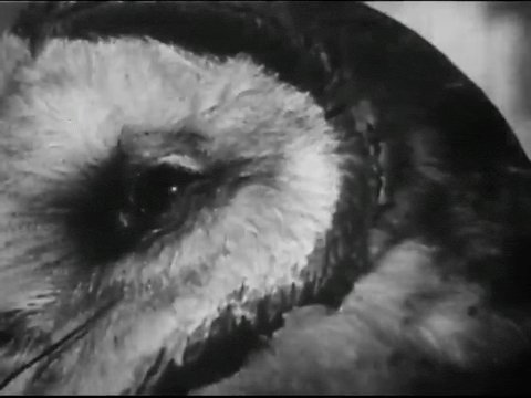 Birds of Prey (1938).mp4.2.gif
