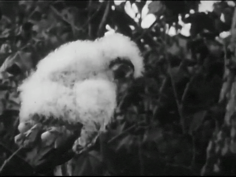 Birds of Prey (1938).mp4.3.gif