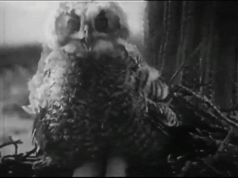 Birds of Prey (1938).mp4.4.gif