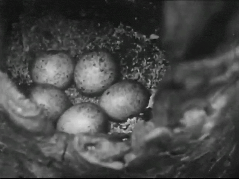 Birds of Prey (1938).mp4.7.gif