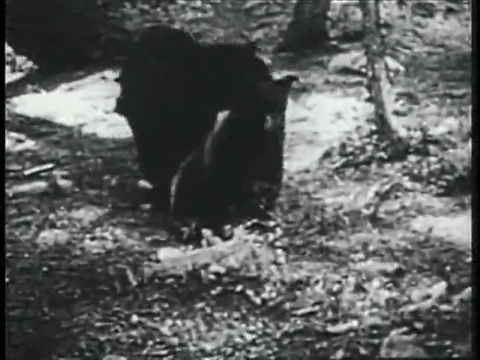 Captain Z-Ro (1955) - S01E02 - Daniel Boone.mp4.6.gif