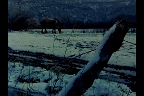 Christmas Snows, Christmas Winds (1978).mp4.10.gif