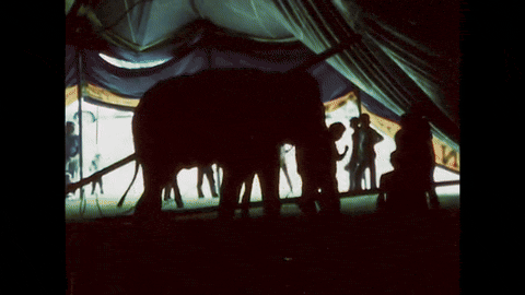 Circus Kids (1984).mp4.1.gif