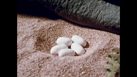 Dinosaurs- The Terrible Lizards (1986).mp4.3.gif