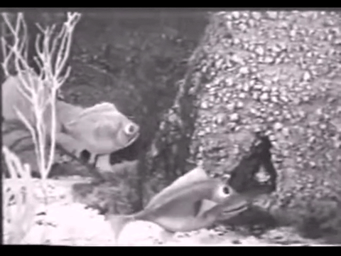 Diver Dan (1960) - S01E01 - Hard Water.mp4.3.gif