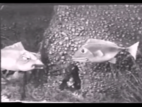 Diver Dan (1960) - S01E01 - Hard Water.mp4.4.gif