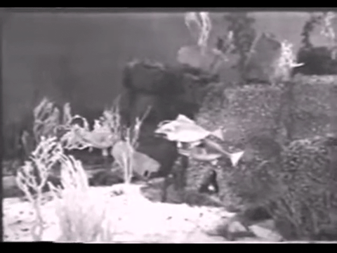 Diver Dan (1960) - S01E01 - Hard Water.mp4.5.gif