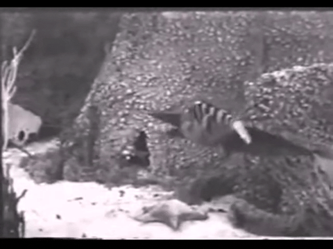 Diver Dan (1960) - S01E01 - Hard Water.mp4.7.gif