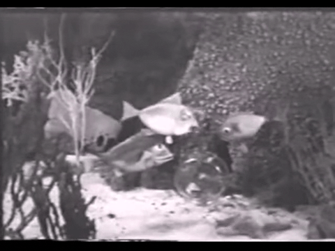 Diver Dan (1960) - S01E02 - Goldie the Goldfish.mp4.2.gif