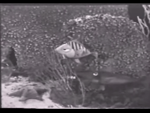 Diver Dan (1960) - S01E02 - Goldie the Goldfish.mp4.3.gif