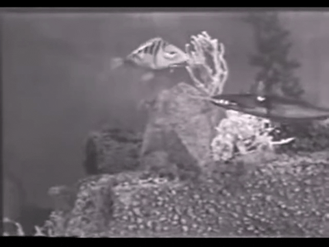 Diver Dan (1960) - S01E02 - Goldie the Goldfish.mp4.4.gif