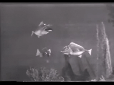 Diver Dan (1960) - S01E02 - Goldie the Goldfish.mp4.5.gif