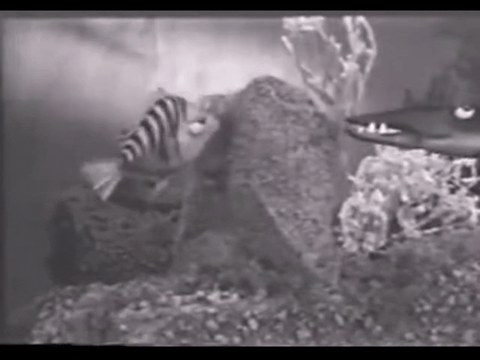 Diver Dan (1960) - S01E02 - Goldie the Goldfish.mp4.6.gif