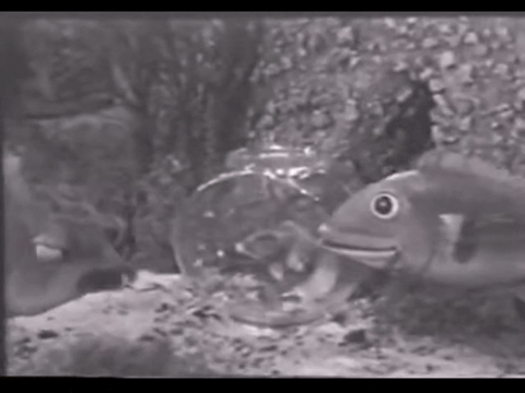 Diver Dan (1960) - S01E03 - Talking Fish.mp4.2.gif