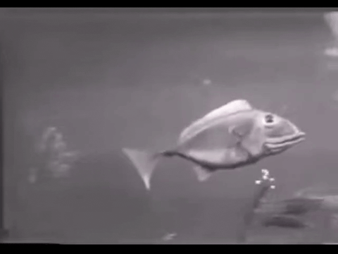 Diver Dan (1960) - S01E03 - Talking Fish.mp4.3.gif