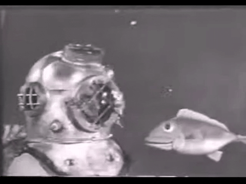 Diver Dan (1960) - S01E03 - Talking Fish.mp4.4.gif