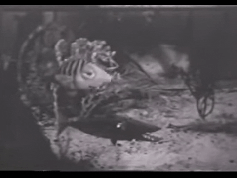 Diver Dan (1960) - S01E04 - Skippers Gold.mp4.2.gif