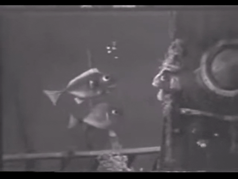 Diver Dan (1960) - S01E04 - Skippers Gold.mp4.5.gif