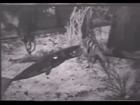 Diver Dan (1960) - S01E04 - Skippers Gold.mp4.7.gif