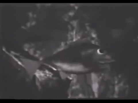 Diver Dan (1960) - S01E06 - Sargasso Sea.mp4.1.gif