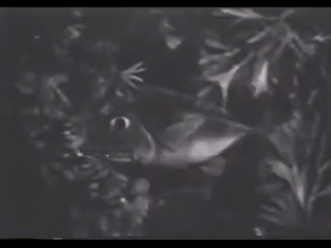 Diver Dan (1960) - S01E06 - Sargasso Sea.mp4.8.gif