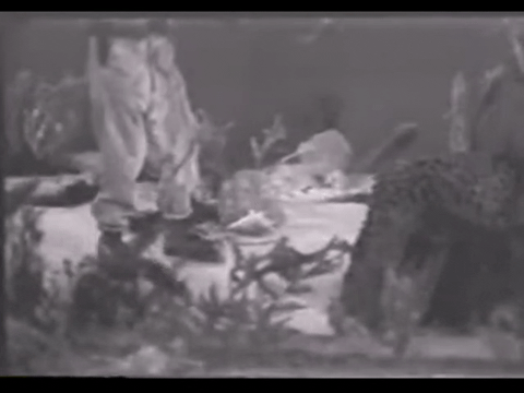 Diver Dan (1960) - S01E07 - Shell O Phone.mp4.6.gif