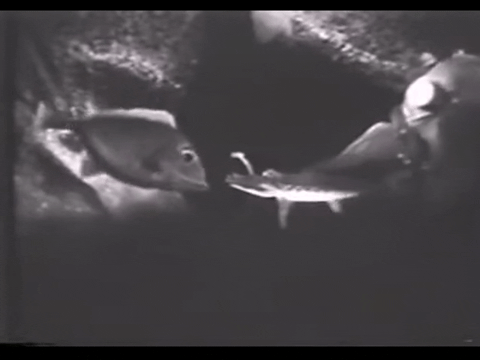 Diver Dan (1960) - S01E09 - Murder Ink.mp4.7.gif