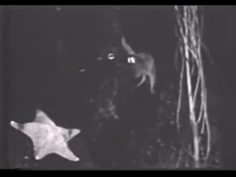 Diver Dan (1960) - S01E10 - Bottomless Pit.mp4.4.gif