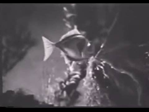 Diver Dan (1960) - S01E11 - Teetering Rock.mp4.6.gif