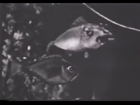 Diver Dan (1960) - S01E13 - An Unusual Treasure D.mp4.7.gif