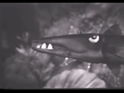 Diver Dan (1960) - S01E14 - Triggers Revenge.mp4.6.gif