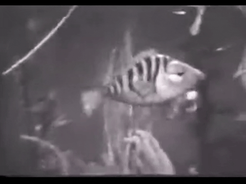 Diver Dan (1960) - S01E14 - Triggers Revenge.mp4.7.gif