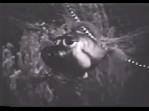 Diver Dan (1960) - S01E15 - An Unusual Fish.mp4.5.gif