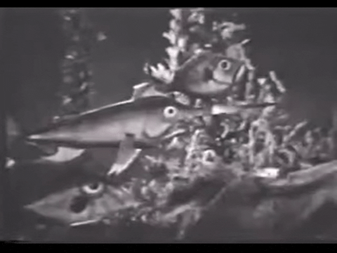 Diver Dan (1960) - S01E15 - An Unusual Fish.mp4.6.gif