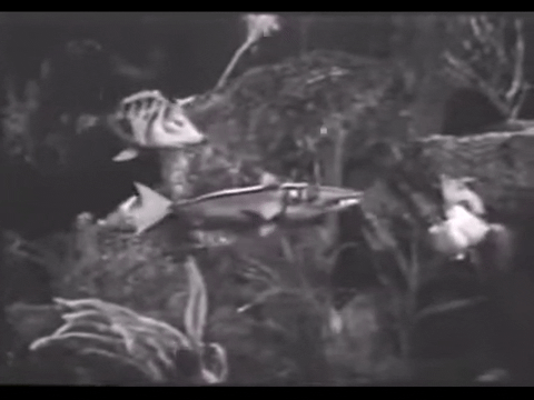 Diver Dan (1960) - S01E18 - The Trap.mp4.5.gif